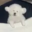 さたうのプロフィール画像