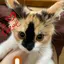 レイヤのプロフィール画像