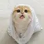 🐈のプロフィール画像