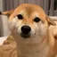 さこたんのプロフィール画像