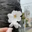 はなのプロフィール画像