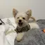 pupiのプロフィール画像