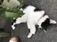 かいははのプロフィール画像