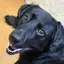 あんずのプロフィール画像