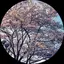 しまかなのプロフィール画像