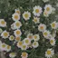 aのプロフィール画像