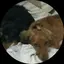るぅはちのプロフィール画像