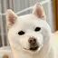 きんるいのプロフィール画像