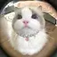 きゃりのプロフィール画像