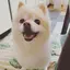 しょまのプロフィール画像