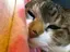 まおのプロフィール画像
