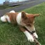 ヒワのプロフィール画像