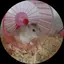 ひろみのプロフィール画像