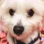 まゆのプロフィール画像