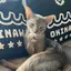 よっちゃんのプロフィール画像