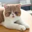 コテのプロフィール画像