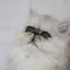 🐱のプロフィール画像