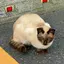Qのプロフィール画像