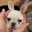 りったんのプロフィール画像