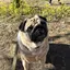 ゆうパグのプロフィール画像