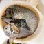 すーものプロフィール画像