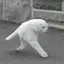 ゆのプロフィール画像