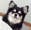 桃子のプロフィール画像