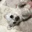 せなたろのプロフィール画像