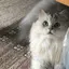 加奈のプロフィール画像