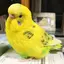 たにちゃんのプロフィール画像