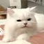ももかのプロフィール画像