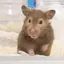 くるみまんまのプロフィール画像