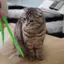 理子のプロフィール画像