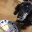 ポッキーのプロフィール画像