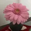 華緒のプロフィール画像