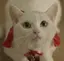 真衣のプロフィール画像