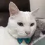 はくのプロフィール画像