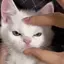 ふかせのプロフィール画像