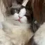 あやはのプロフィール画像