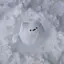 さくらのプロフィール画像