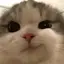 nekoのプロフィール画像