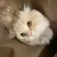 tomのプロフィール画像
