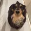 ただの犬のプロフィール画像