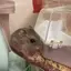 さゆのプロフィール画像