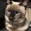 ことりのプロフィール画像