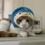 あし゛のプロフィール画像