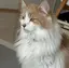 さかなのプロフィール画像