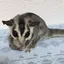 しょうこのプロフィール画像