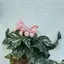 ひのプロフィール画像