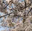 sakuのプロフィール画像